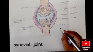 How To Draw Synovial Joint Easy Biology Diagram For Students