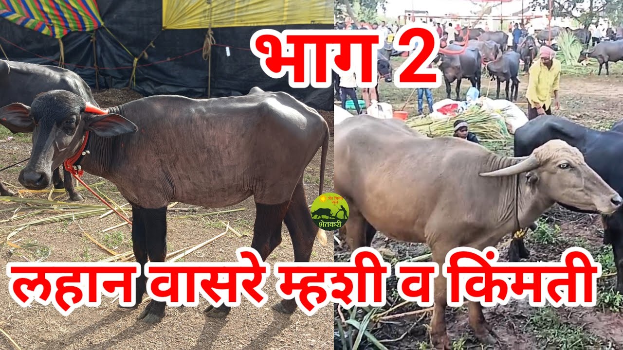 लहान वासरे म्हशी व रेडा किंमती . कार्तिकी वारी पंढरपूर