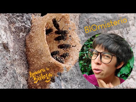 El Misterio de las abejas silvestres