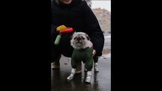 Смесь Гриффона и Мопса! Фотосессия для удивительной собачки 💛