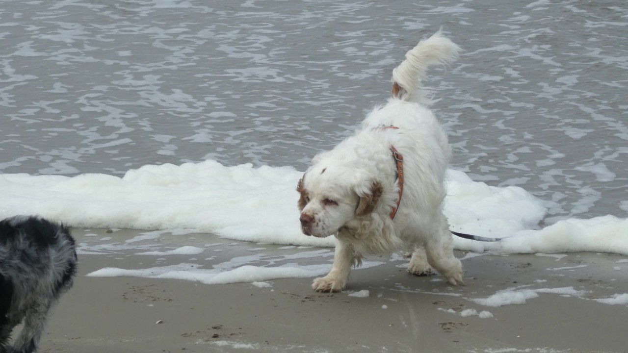 P1000515 - Holland - 31.05.2017