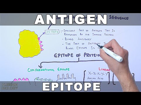 Video: Wat zijn antigene specificiteiten?