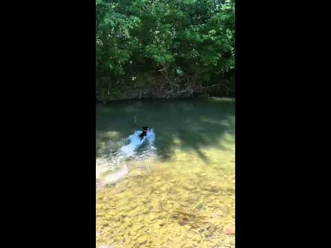 Jagdterrier vs water
