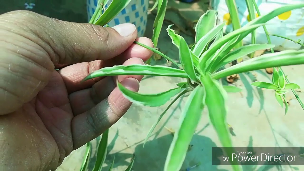 how-to-multiply-spider-plants-plantlets-spider-plant-k-runners-ko-kese