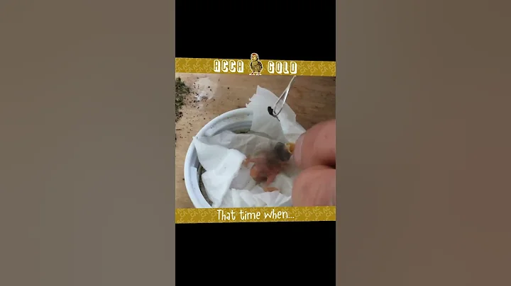 The smallest Bird I ever fed