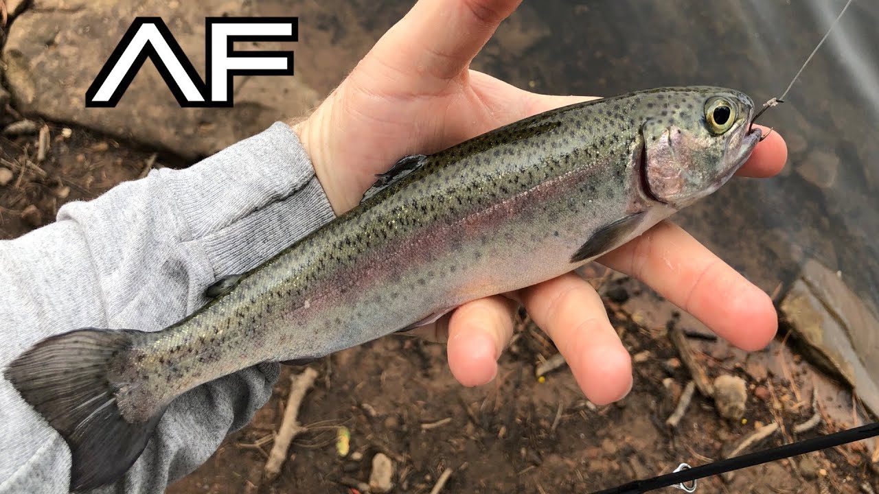 ARIZONA FISHING AT WOODS CANYON LAKE!!! YouTube