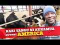 Kazi yangu nikukamua ngombe americameet akenyan in wisconsin state milking over 300 cows in aday