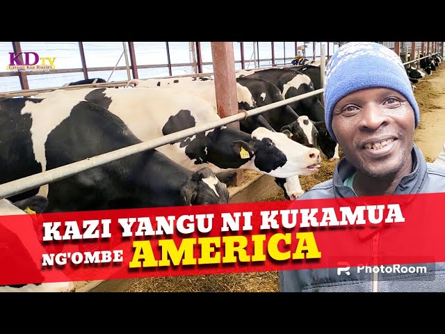 KAZI YANGU NIKUKAMUA NG'OMBE AMERICA!!!MEET AKENYAN IN WISCONSIN STATE MILKING OVER 300 COWS IN ADAY class=