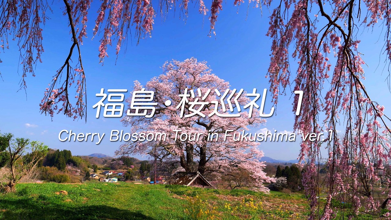 4K】福島・桜巡礼 1 Cherry Blossom Tour in Fukushima ver.1 - YouTube