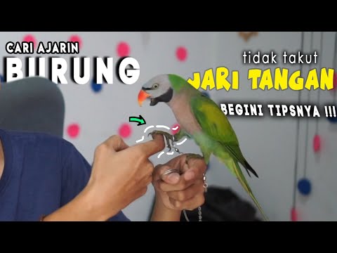 Video: Cara Mengajar Burung Nuri Untuk Duduk Di Tangan Anda