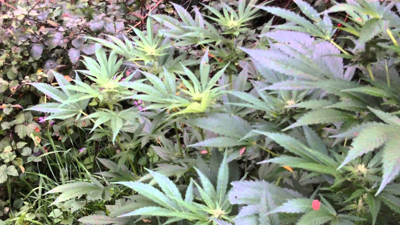 ruderalis x  indica cannabis plants flowering