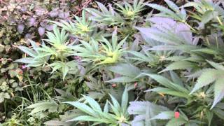 ruderalis x  indica cannabis plants flowering
