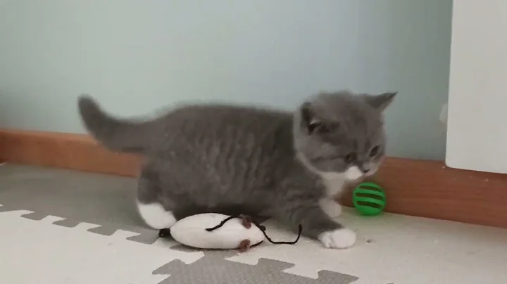 Video 788411: cattery british, bicolor british, male british, boy british