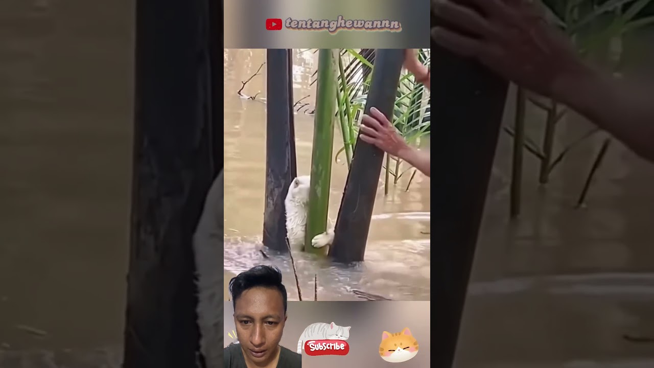 Этот белый кот оказался в эпицентре наводнения 