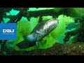 D2U club - Дайвінг клуб - Малинський кар&#39;єр - Флора та фауна підводного світу