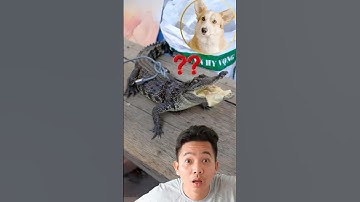 Bất ngờ cá sấu biết sủa như cún - ĐỘC LẠ BÌNH DƯƠNG