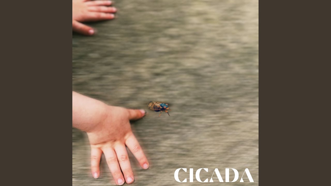 Watch Cicada on YouTube Watch Cicada on YouTube