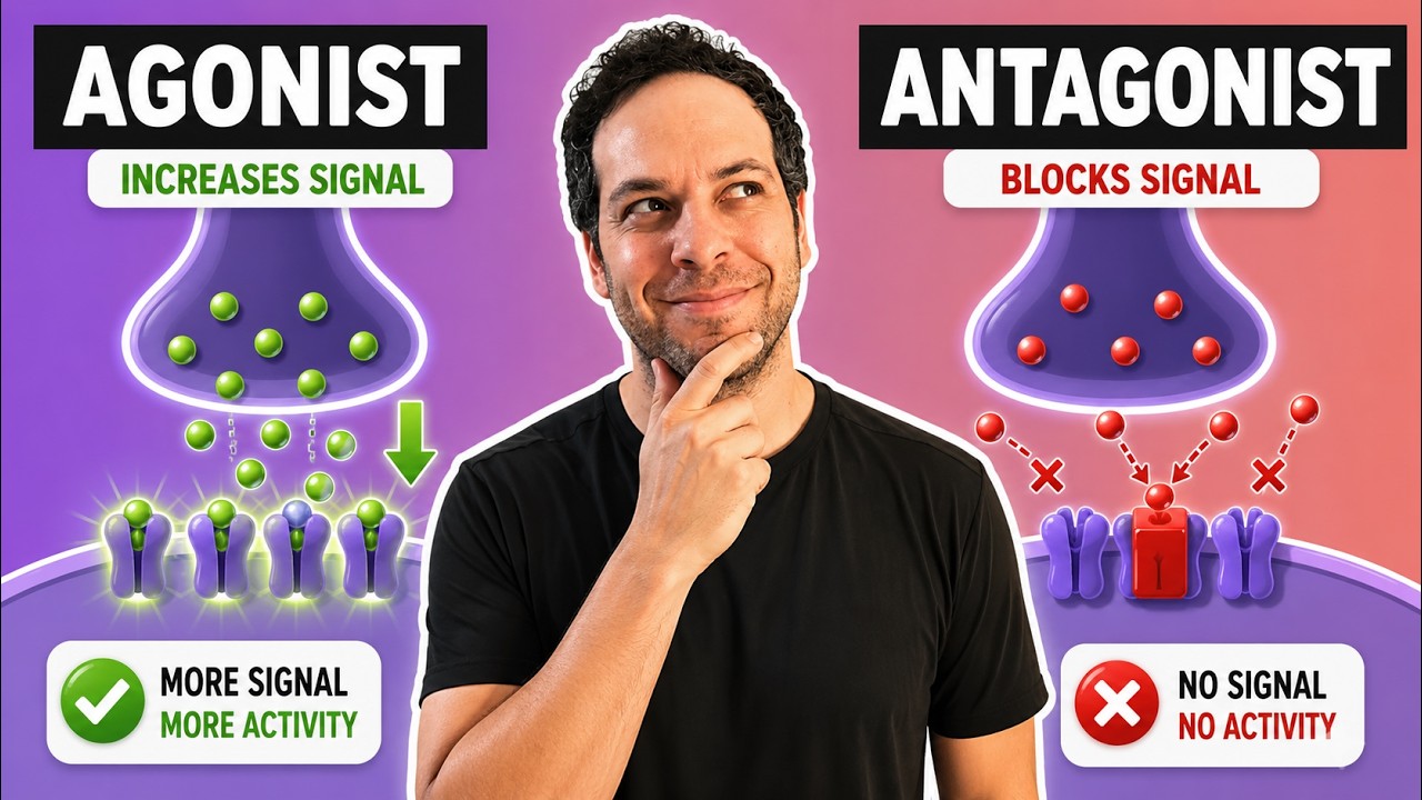Agonist vs Antagonist I How Drugs Imitate and Block Neurotransmitters