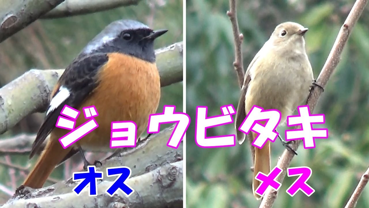 ジョウビタキ オス・メス - YouTube
