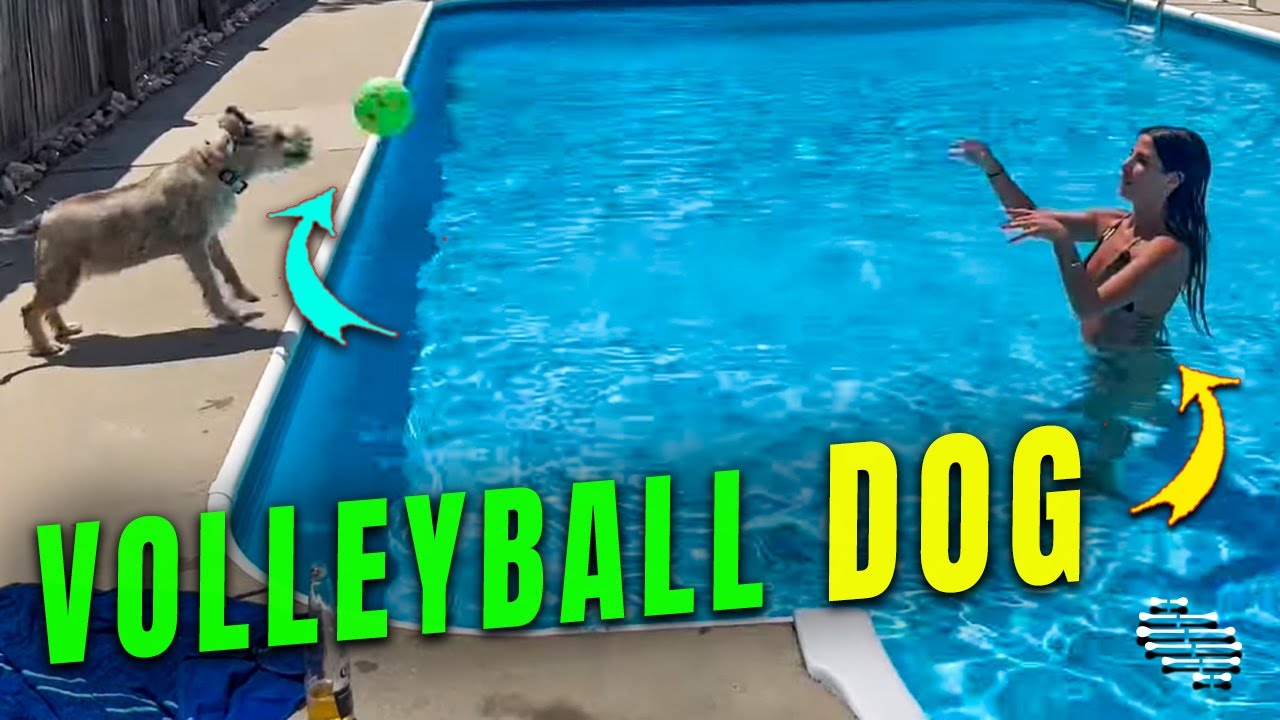 Dog Playing Volleyball with a Lady in a Pool YouTube