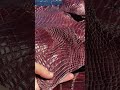 Australian Saltwater Crocodile Leather | Premium Crocodile Belly