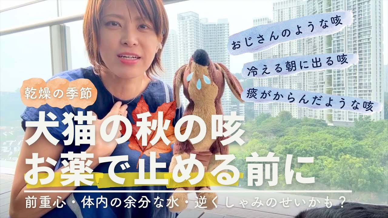 おうちの犬猫、どんな咳してますか？お薬で止める前にチェックしてほしいこと【中獣医が解説】