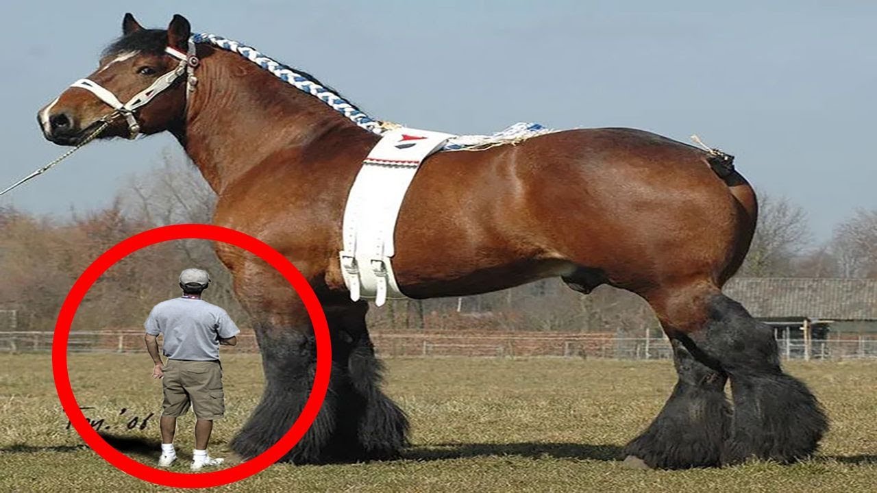The Biggest Horses on Earth is Bigger Than Your Imagination, image size:1280x720
