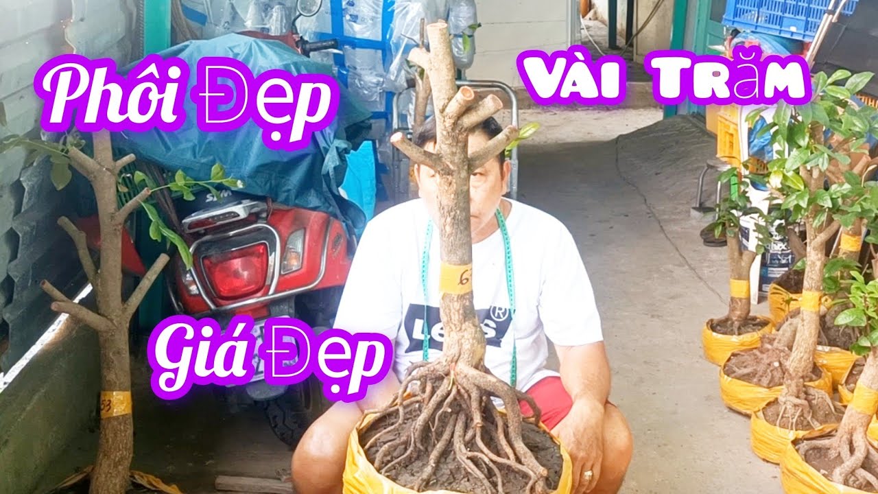 ☎️0938700985 Phôi Mai Đẹp Dáng Đẹp Tứ Quý Tay Cành Điều Ngày 4/3 Giao Lưu 