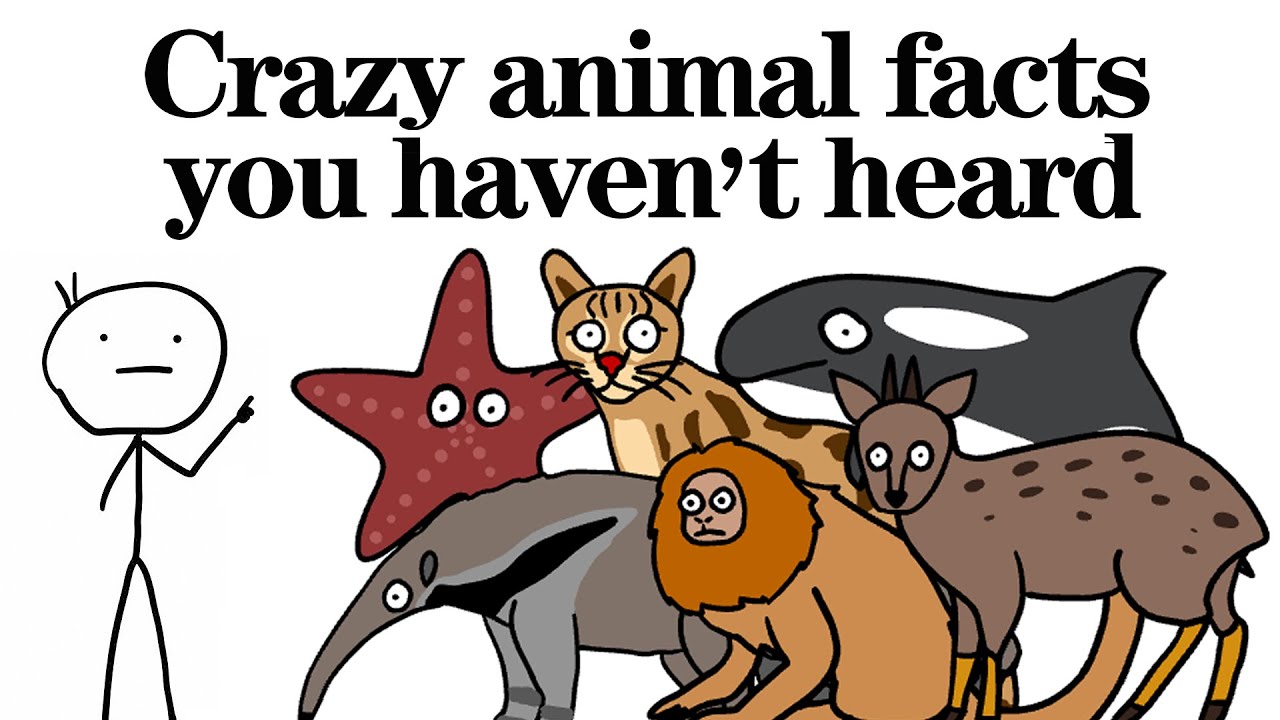 Crazy animal facts you haven’t heard！ - YouTube