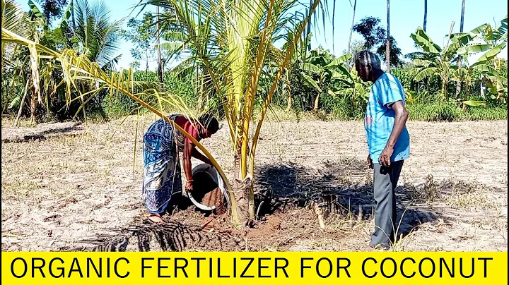 Organic fertilizer for Coconut Farming / How to fertilize Coconut palm / Coconut Cultivation