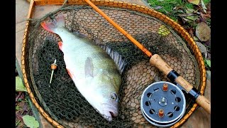 FISHING FOR LARGE PERCH WITH PRAWNS -   ALDERWOOD FISHERY