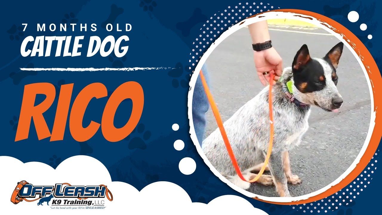 Cattle Dog, 7Mo, Rico Australian Cattle Dog Training Off Leash K9