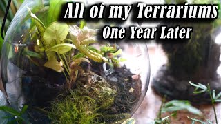 One Year Update on Terrariums! Only Watered Once!