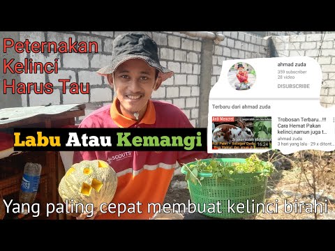 Video: Kelinci Direbus Dalam Krim Asam Dengan Labu