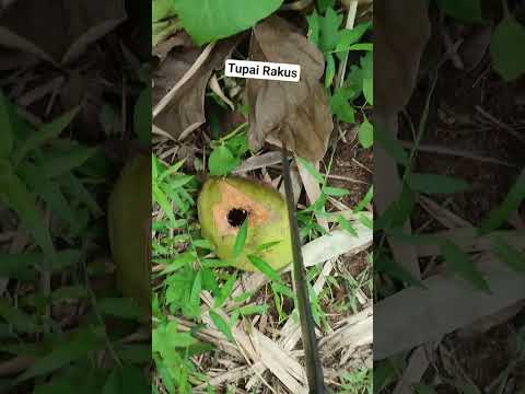 Tupai Kelapa Semua Bolong!! #shortvideo #tupai  #trending