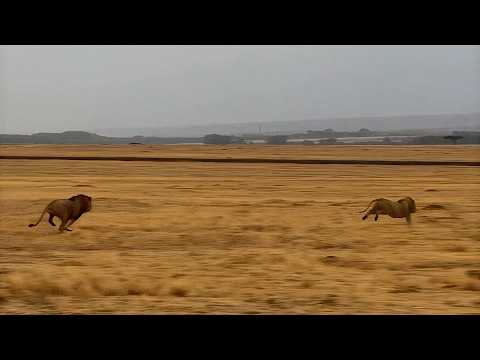 Male lion gets chased out of his own territory