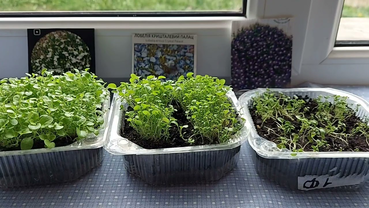 пікірування лобелії🦋догляд за розсадою