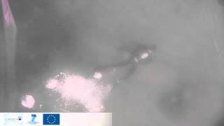 Acoustic diver tracking