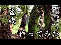イワヒバ】樹齢150年の不思議な植物で盆栽作ってみた - YouTube