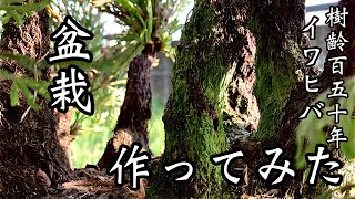 イワヒバ】樹齢150年の不思議な植物で盆栽作ってみた - YouTube
