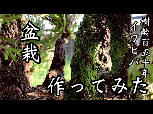 イワヒバ】樹齢150年の不思議な植物で盆栽作ってみた - YouTube