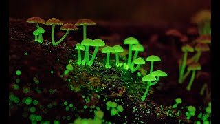 Shrooms Are Organic Space Probes Sent to Earth by Extraterrestrials? What If?