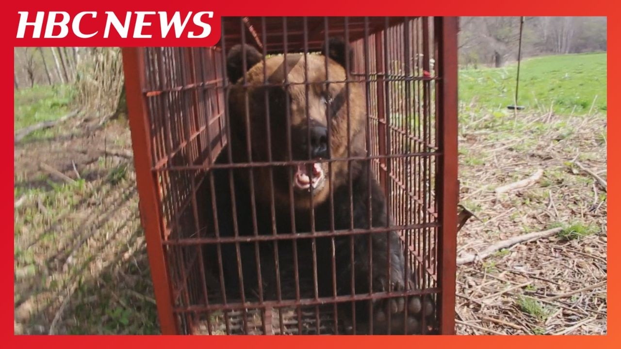 Bears] Bear attacks on humans peak in June and July in Hokkaido. 8