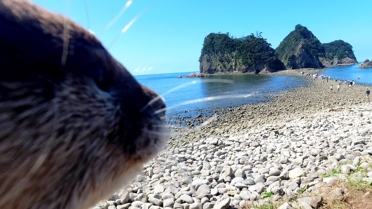 羽狂　KAWAUSO Follow the phantom path that emerges at low tide! [Otter life Day