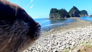 Follow the phantom path that emerges at low tide! [Otter life Day 335]【カワウソアティとにゃん先輩】