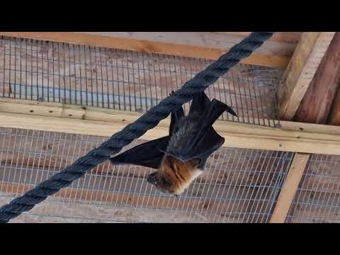 A pissing Rodriguez flying fox