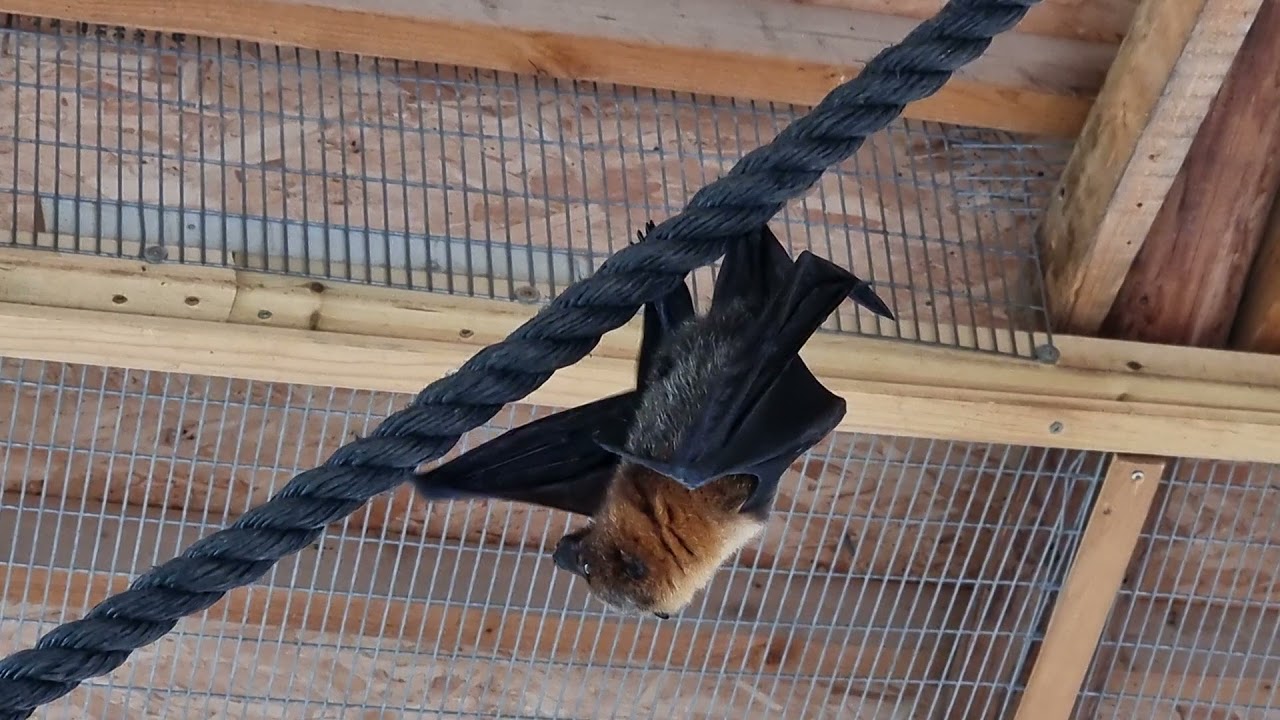 A pissing Rodriguez flying fox