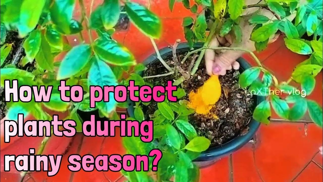 How to protect plants during rainy season 🤔 மழை காலங்களில்ச் செடிகளை