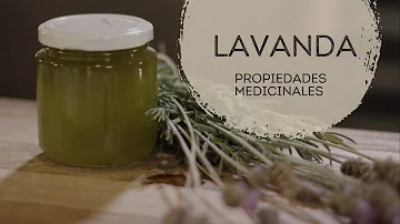 ¿Por qué es tan importante la lavanda?