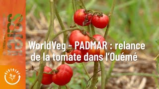Relance De La Tomate Dans La Vallée De Louémé